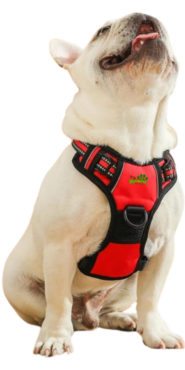 Perro usando Arnés Antitirones 1