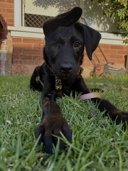 Floppy
