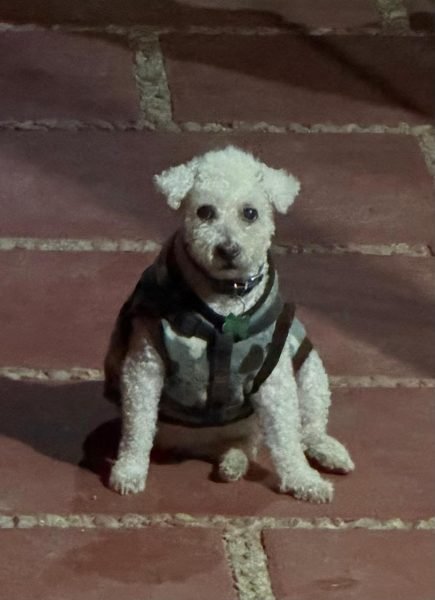 Copito