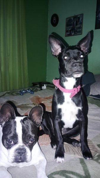 BIMBA