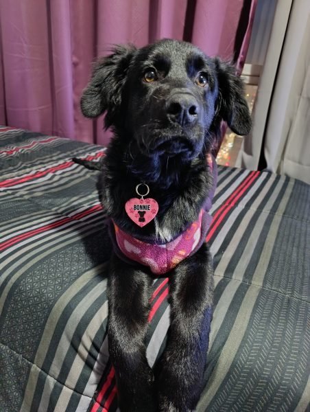 Bonnie
