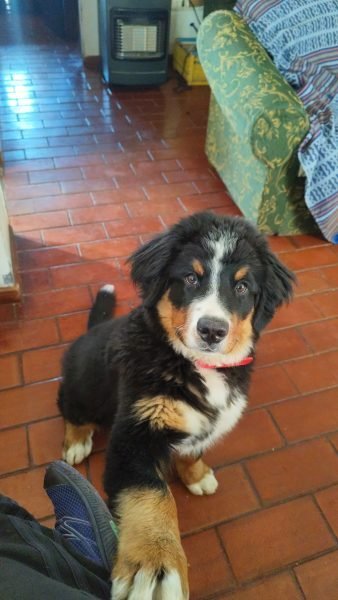 Balto