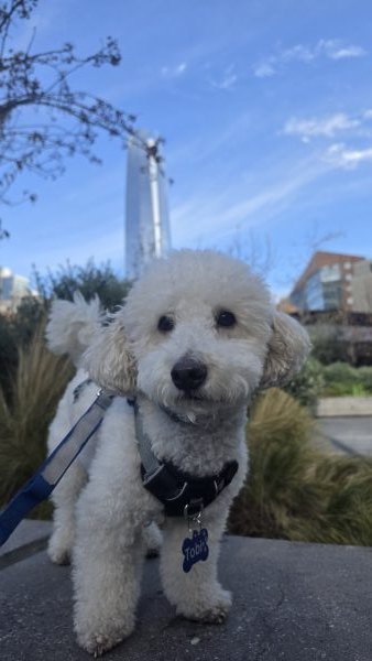 Tobi