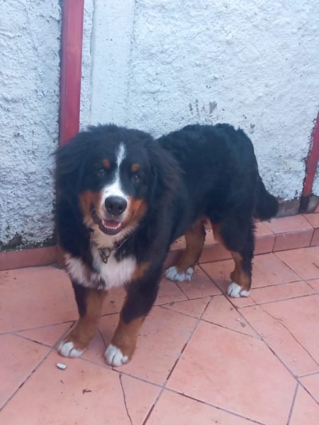 Balto
