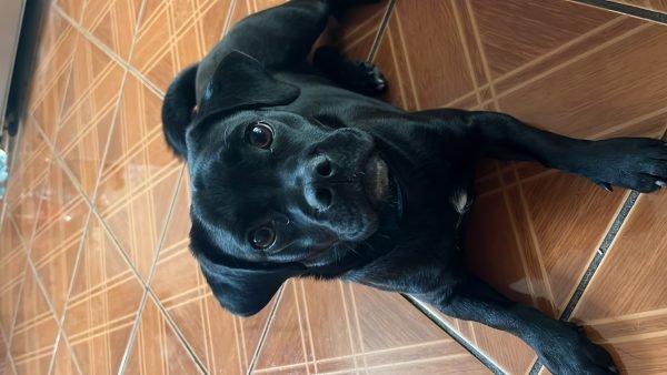 Luna