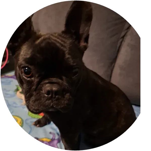 Tota o Luna
