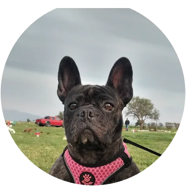 Martina